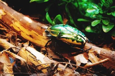 Close-up of insect on wood