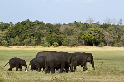 Horses grazing in a field