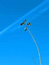 Low angle view of crab against clear blue sky