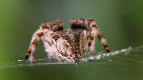 Close-up of spider