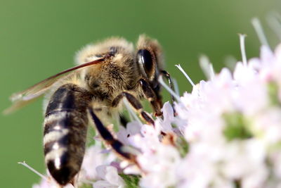 Close-up of bee pollinating on flower