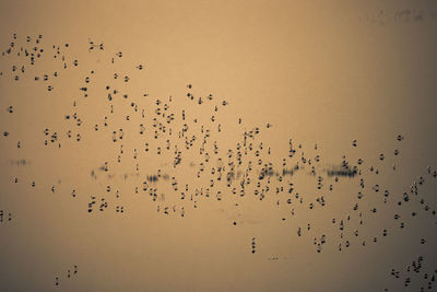 High angle view of birds in lake during sunset