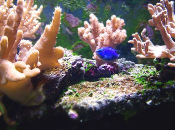 Close-up of coral underwater