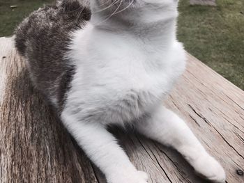 Close-up of cat sitting outdoors