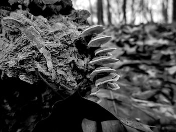 Close-up of dry leaves on land in forest