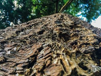 Low angle view of tree trunk in forest