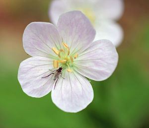 Close-up of flower blooming outdoors