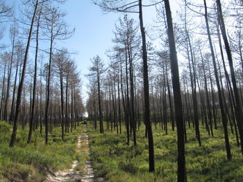 Panoramic view of pine trees in forest against sky