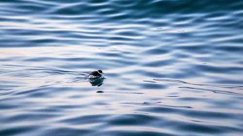 Close-up of duck swimming in lake