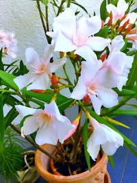 Close-up of white flowers