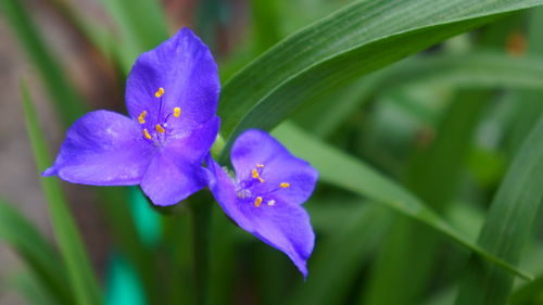 Close-up of purple iris flower