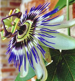 Close-up of purple flower