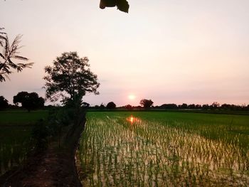 Scenic view of agricultural field against sky during sunset