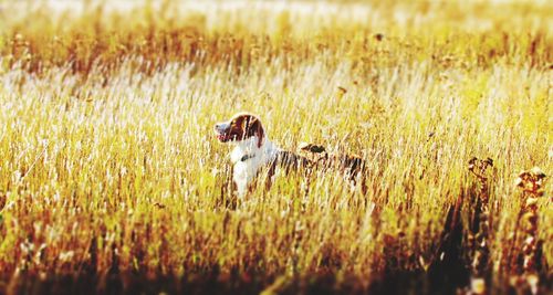 Rabbit on grassy field