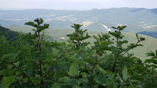 Plants growing on farm against mountains