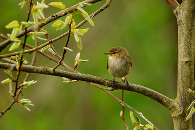 Close-up of bird perching on tree