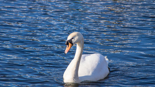 Swan swimming in lake