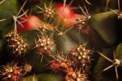 Close-up of cactus