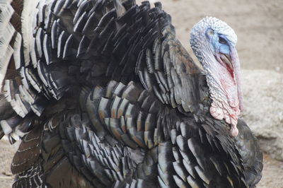 Close-up of eagle