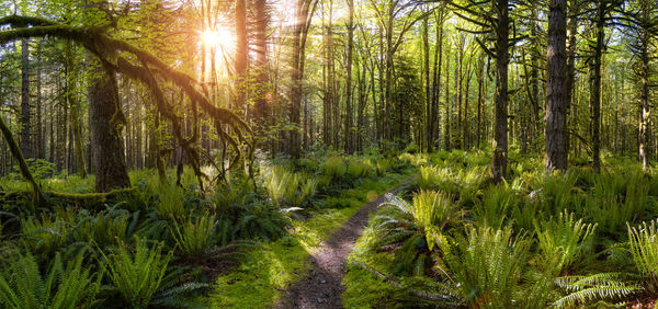 Trees growing in forest against bright sun