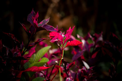 Close-up of red maple leaves