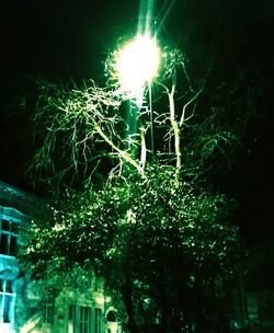 Low angle view of trees against sky at night