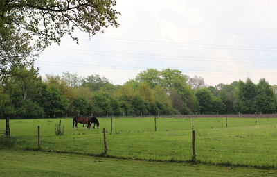 Horses grazing on field against sky