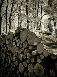 Stack of logs