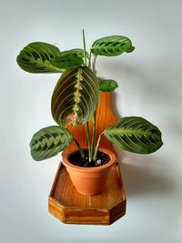 Close-up of potted plant on table