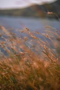 Close-up of grass growing on field