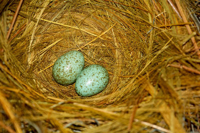 Close up of two small crow eggs in a rice hay, straw, selective focusing