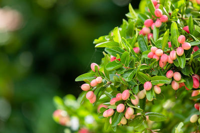 Close-up of flowering plants