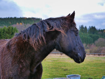 Horse in a field