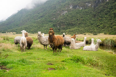 Llamas on green field against mountain