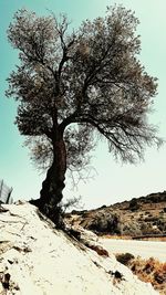 Close-up of tree against clear sky