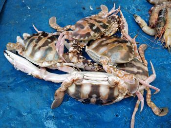 High angle view of crab in blue container