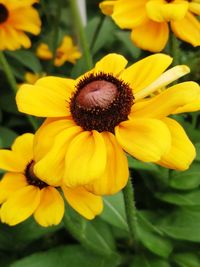 Close-up of yellow flower blooming outdoors