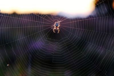 Close-up of spider and web against blurred background