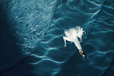 Close-up high angle view of white flower floating on water