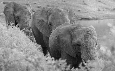 Elephant in a field