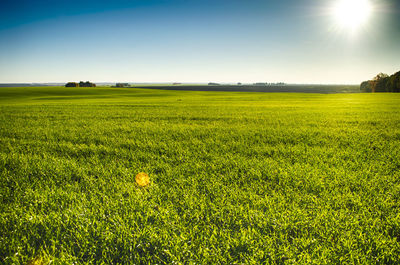 Scenic view of field against clear sky