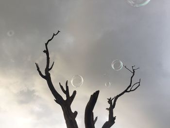 Low angle view of bare tree against sky