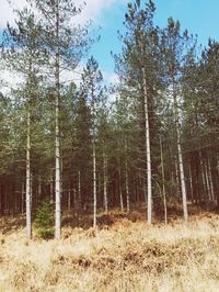 Trees on landscape against sky