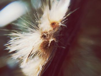 Close-up of dandelion against blurred background