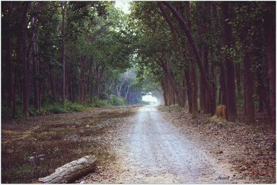 Trees in forest