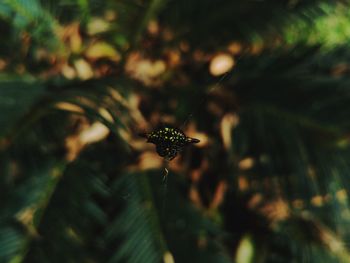 Close-up of insect on plant