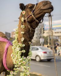 Camel with garlands by road in city