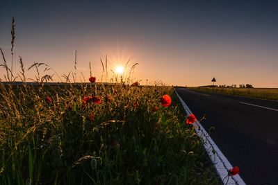 Plants growing on field by road against sky during sunset