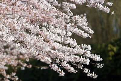 Close-up of pink flowers on branch