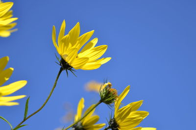 Close-up of insect on sunflower against sky